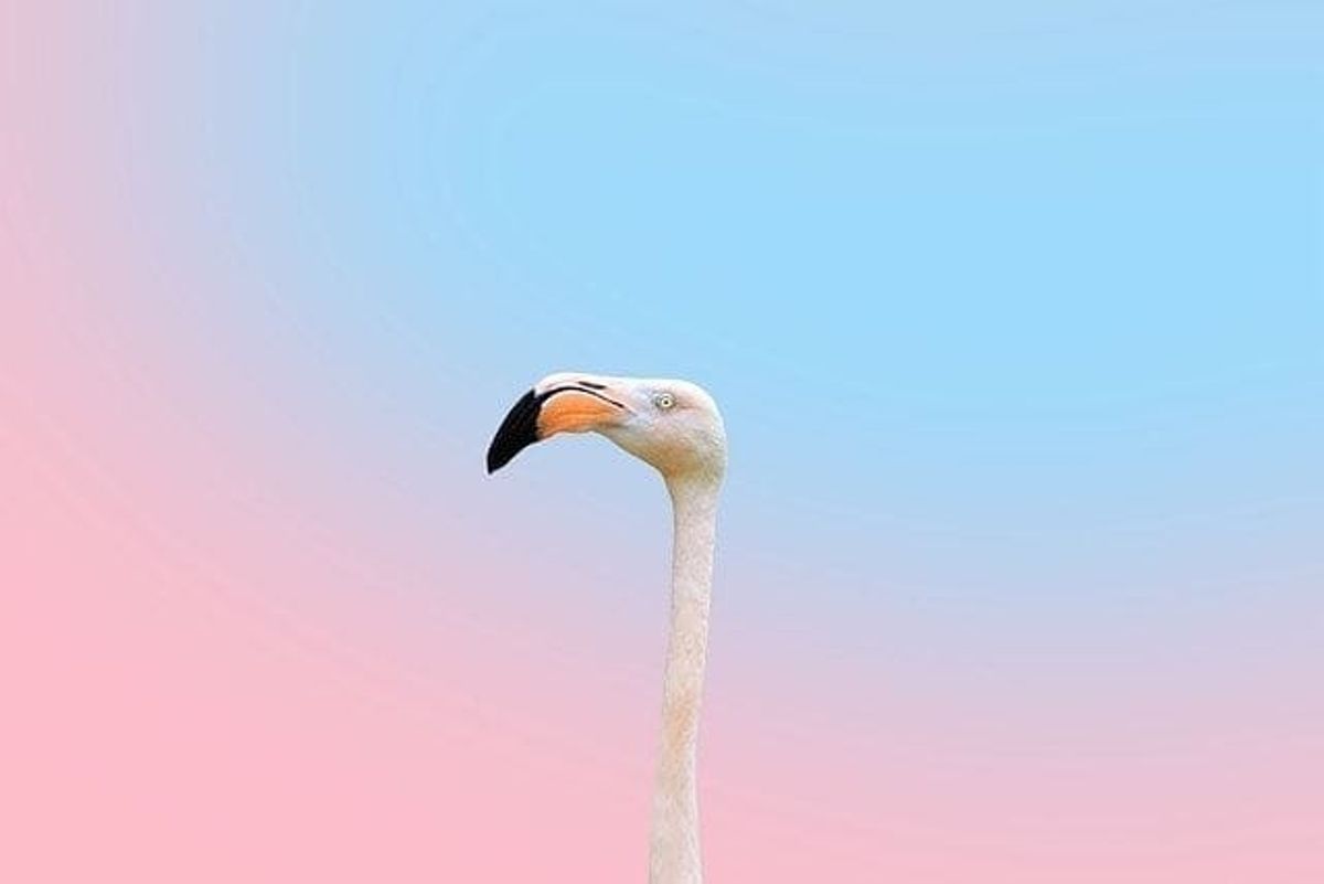 bird, flamingo, animal, games, fill