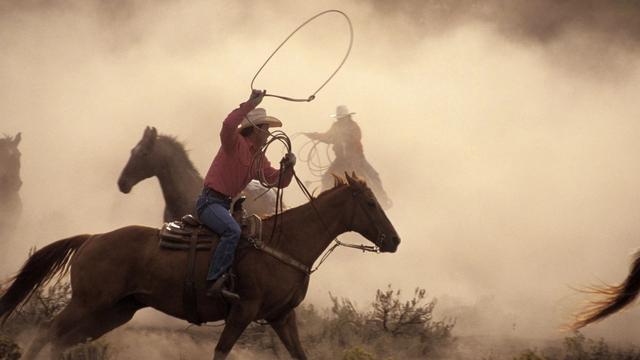 Cowboy rounding up wild horses