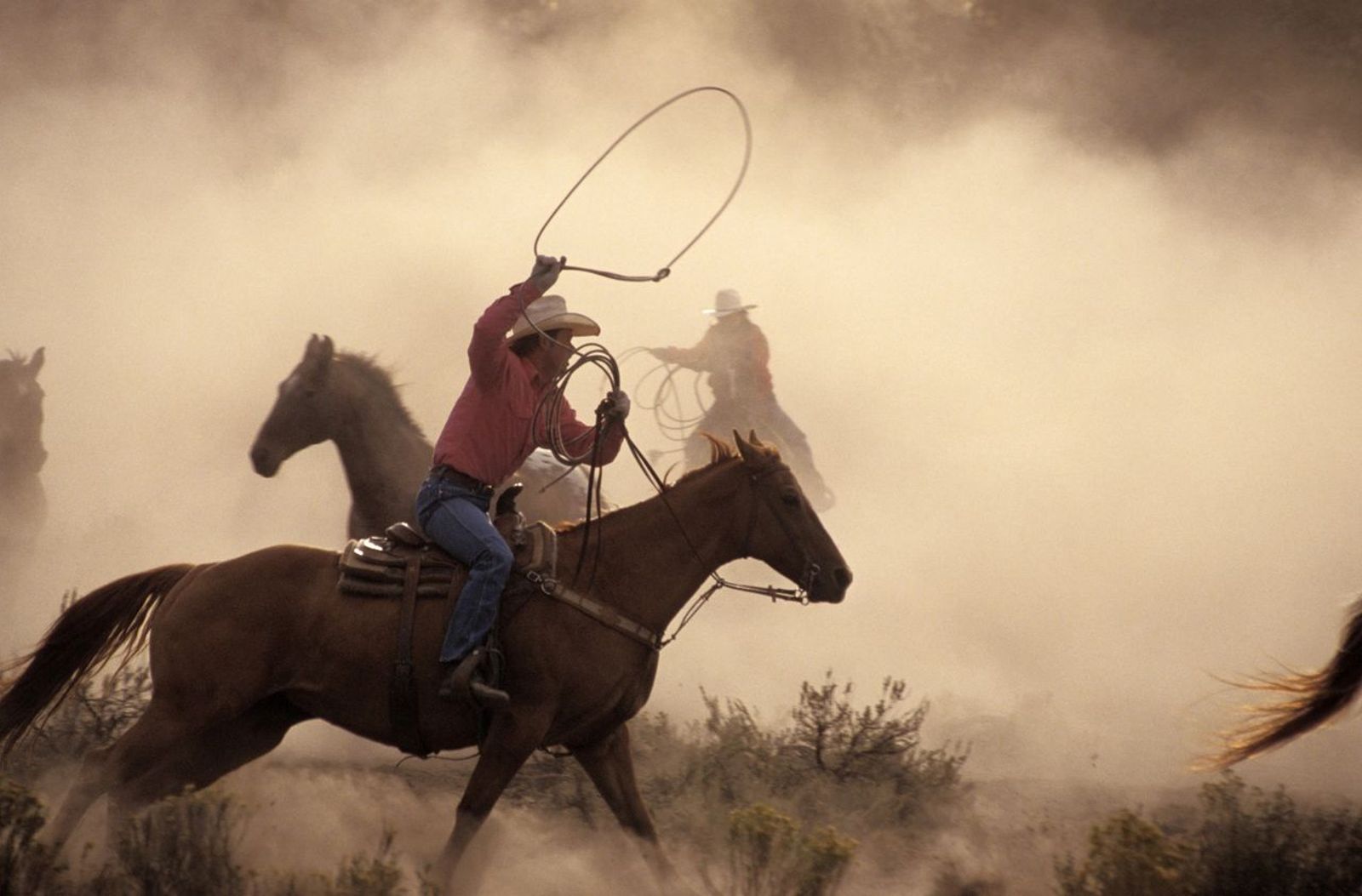 Cowboy rounding up wild horses