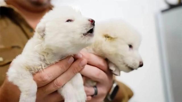 Dire Wolf puppies
