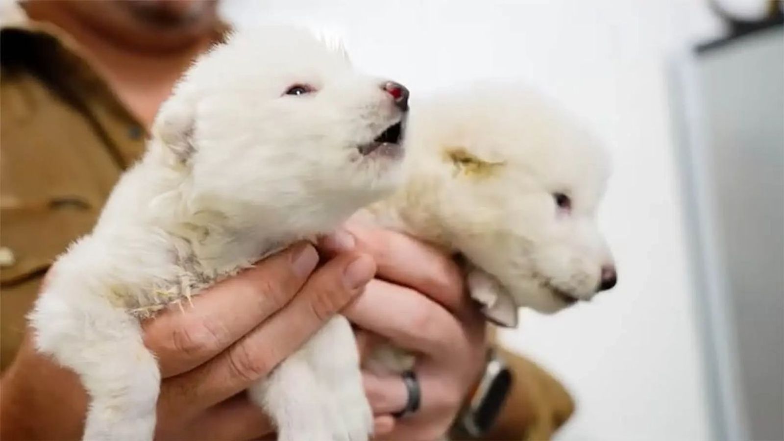 Dire Wolf puppies