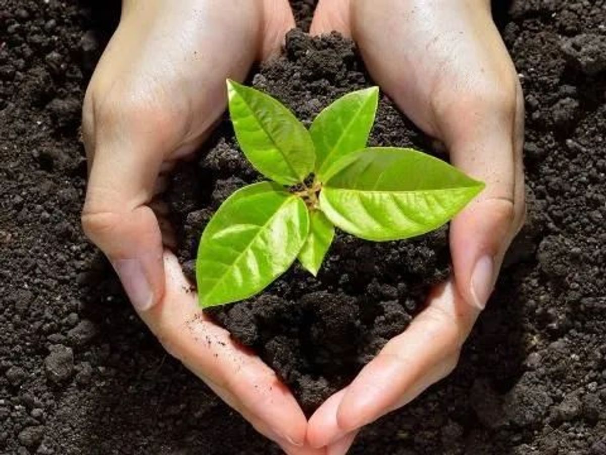 hands holding a plant in dirt