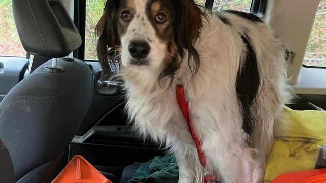 Dog in a car scared