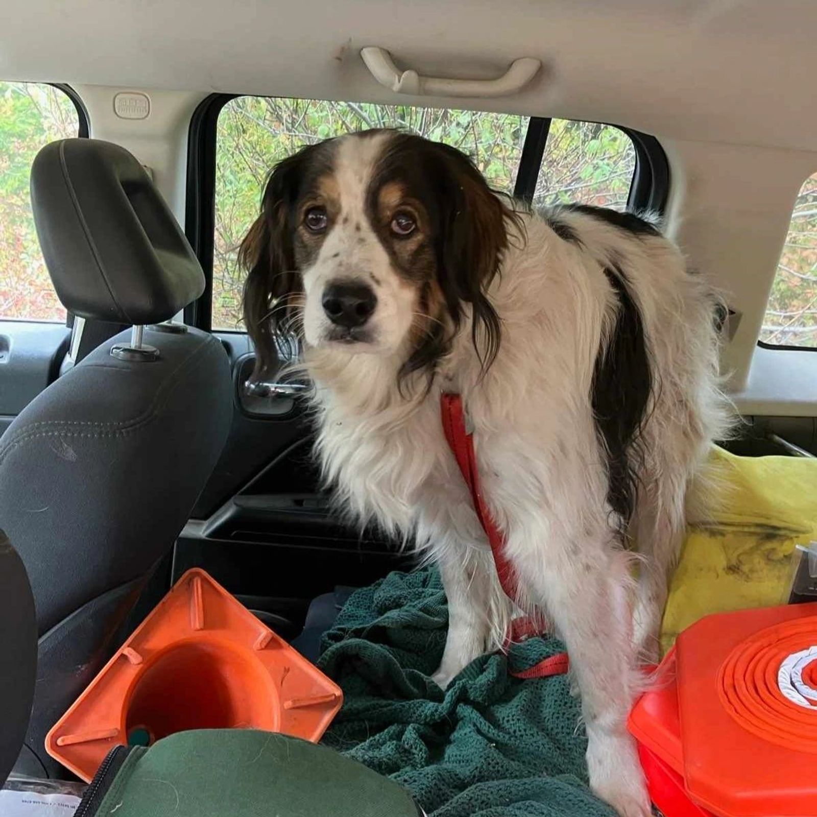 Dog in a car scared