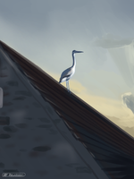 Heron on the Shed