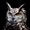 Profile of Mat_