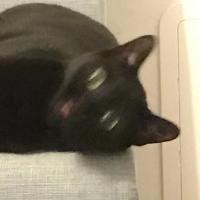 Oainnip