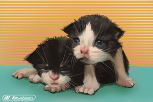Bingo and Luna the Kittens