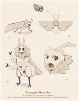 Lasiocapindae Artace: Bean