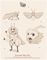 Lasiocapindae Artace: Bean