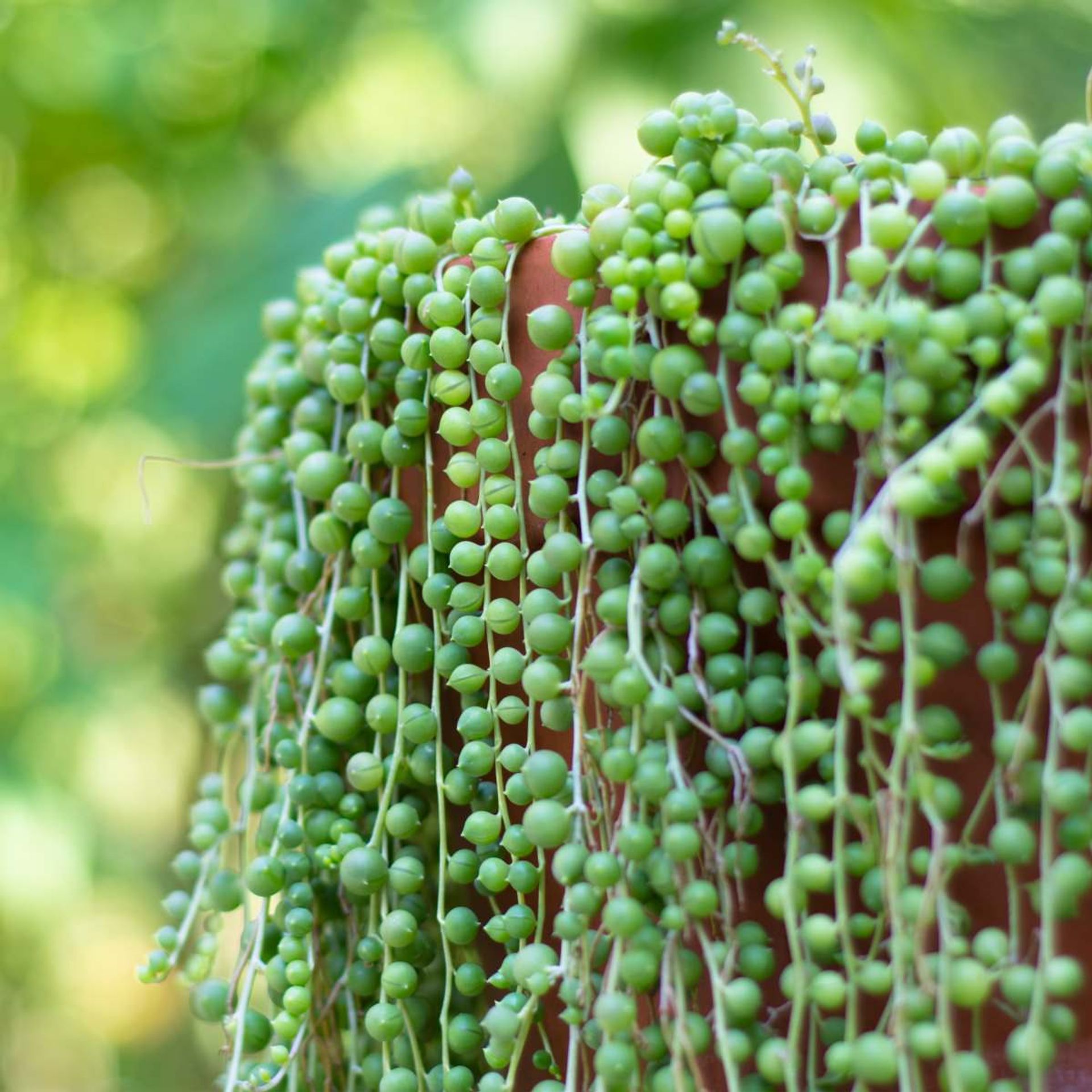 Lush green string-of-pearls plant (Senecio rowleyanus) cascading elegantly over pot with blurred natural background