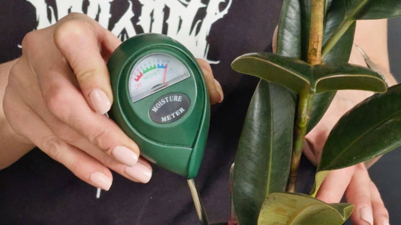 Close-up of a person using a green moisture meter to check soil levels on a rubber plant, demonstrating how to water rubber plant.