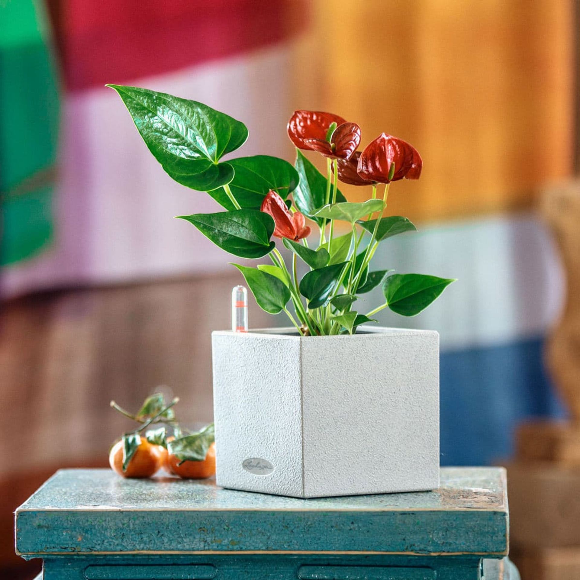 Vibrant anthurium plant, a striking option among low light plants, with glossy green leaves and red flowers in a modern square pot on a rustic table against a blurred colorful background.