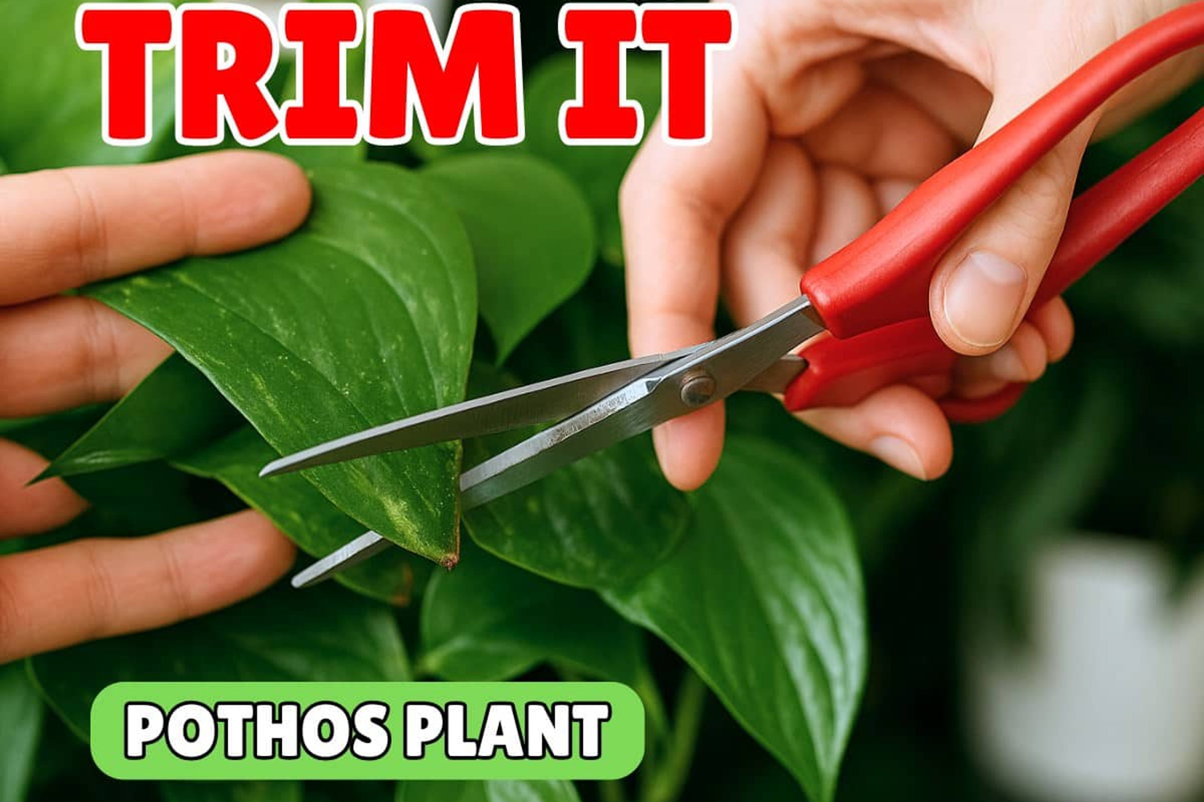Close‑up of hands using red pruning scissors to snip leaves, clearly demonstrating how to trim pothos plant for fuller, healthier growth.
