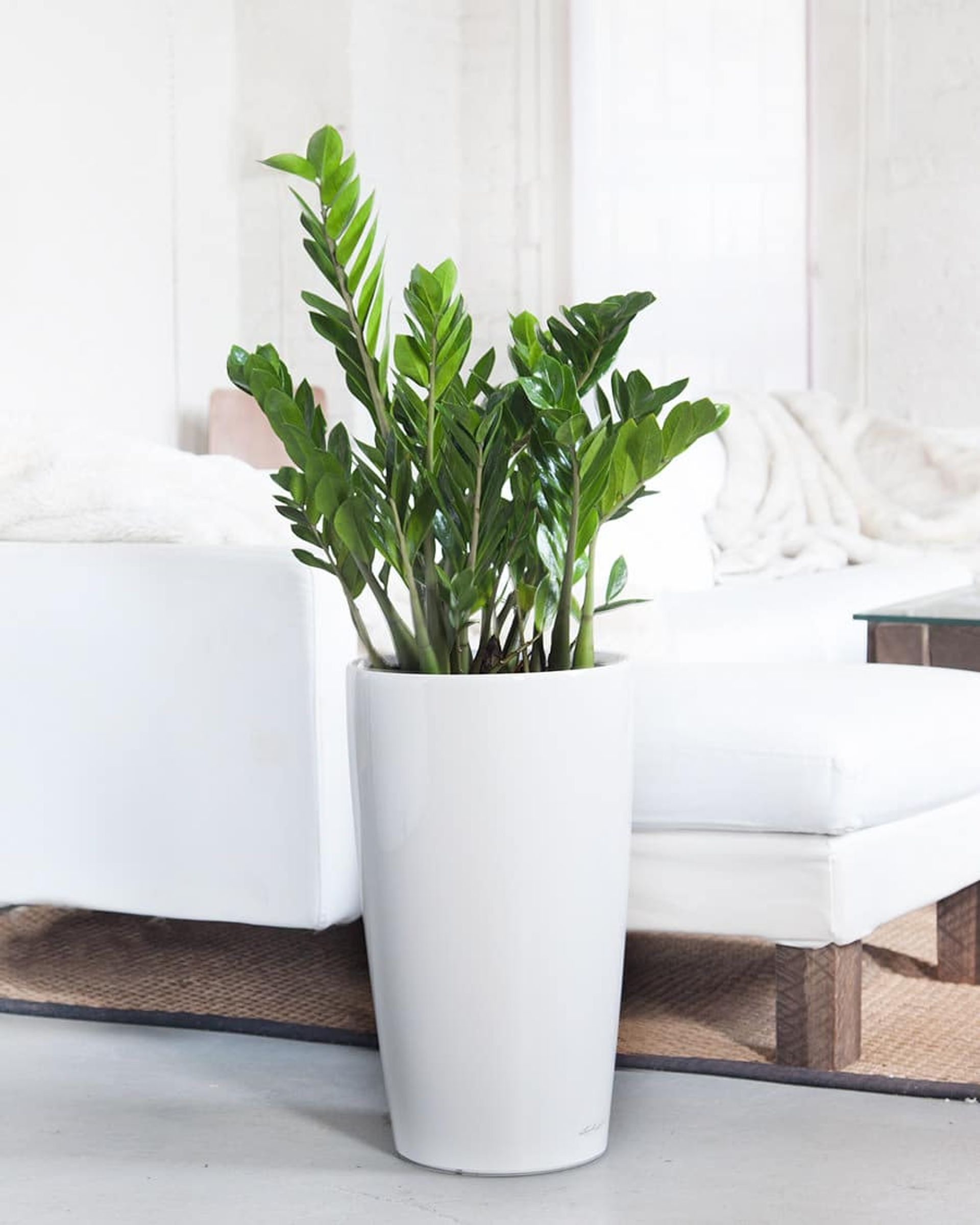 A vibrant ZZ plant in a tall white planter placed beside a white couch in a bright, modern living room.