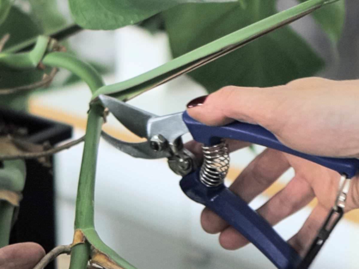 Prunning Monstera Deliciosa stem above a node