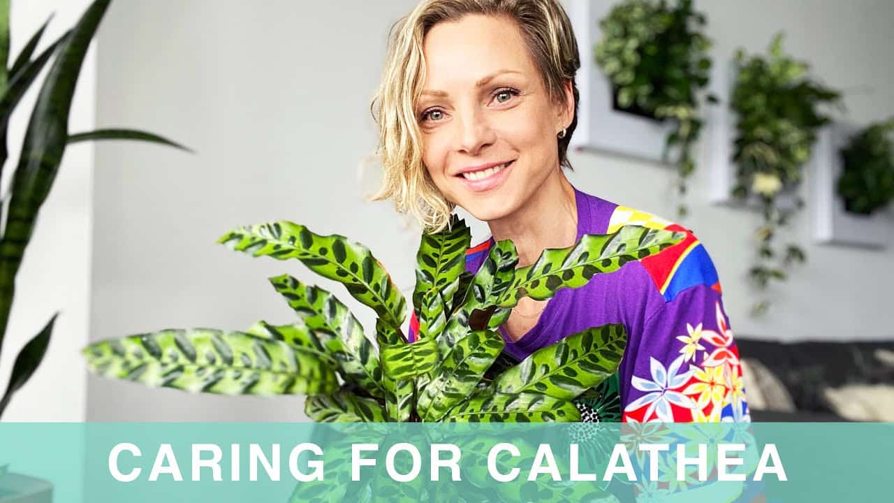 How I Care For My Calathea Plant – Green Moments With Juliette EP #05