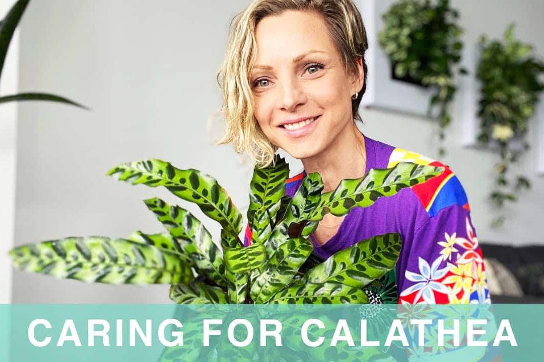 How I Care For My Calathea Plant – Green Moments With Juliette EP #05