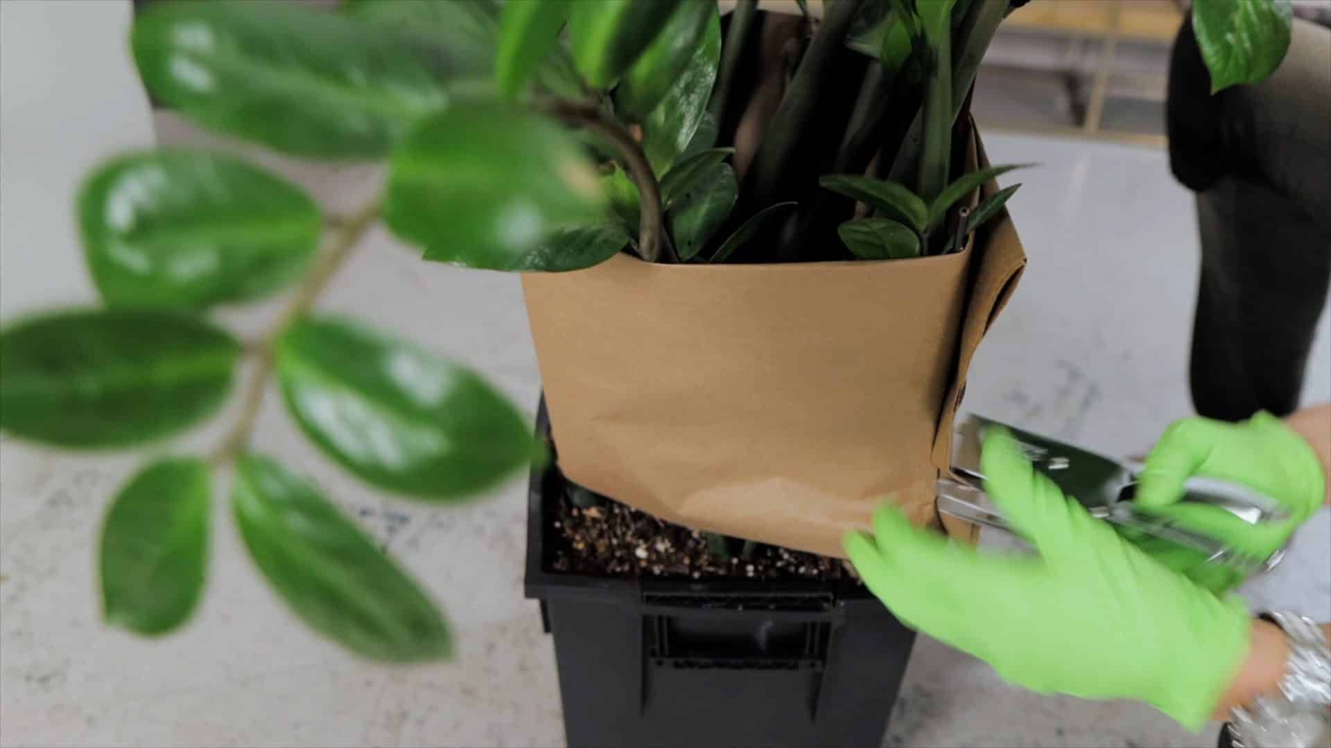 Close-up of gardener's hands wearing green gloves trimming potted plant with pruning shears, focusing on plant care and maintenance.