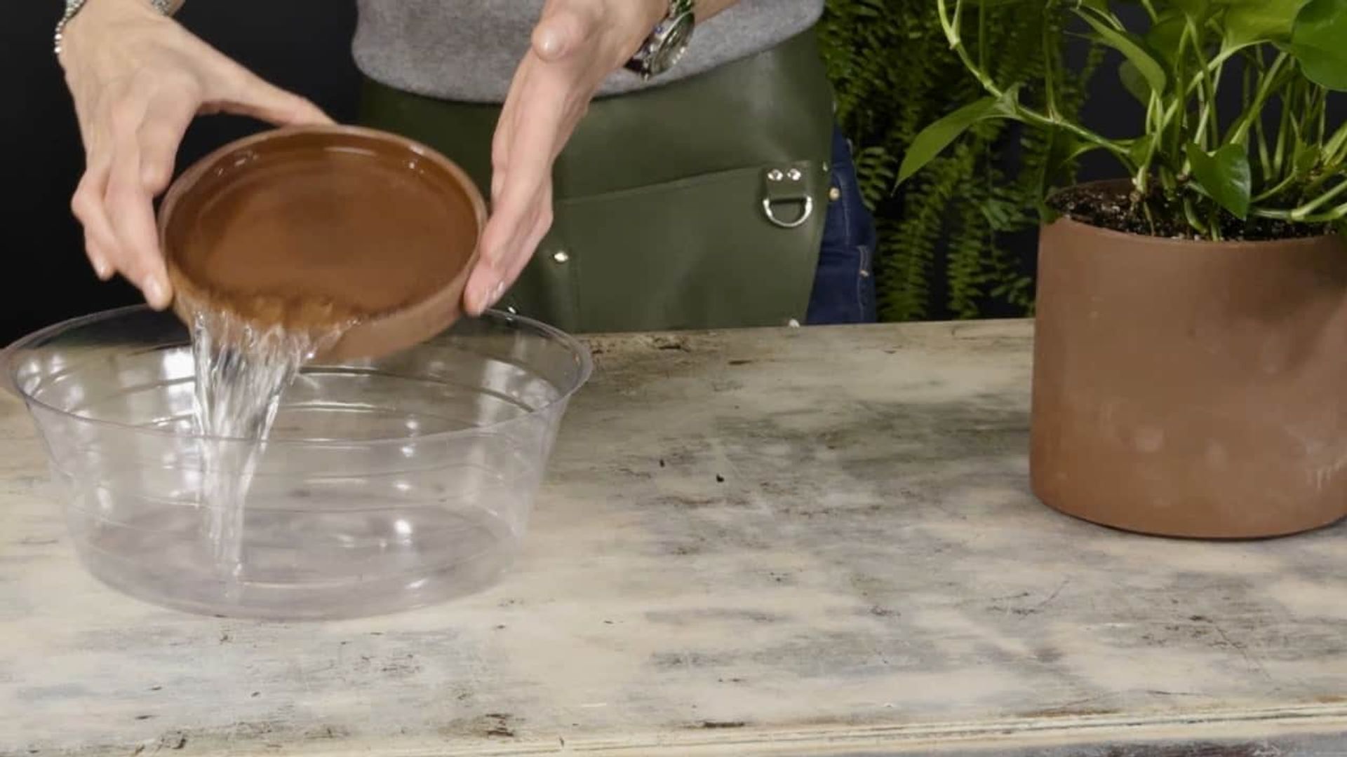 Person pouring excess water from a plant saucer into a bowl to prevent overwatering, illustrating an important step in how to water pothos plant properly.