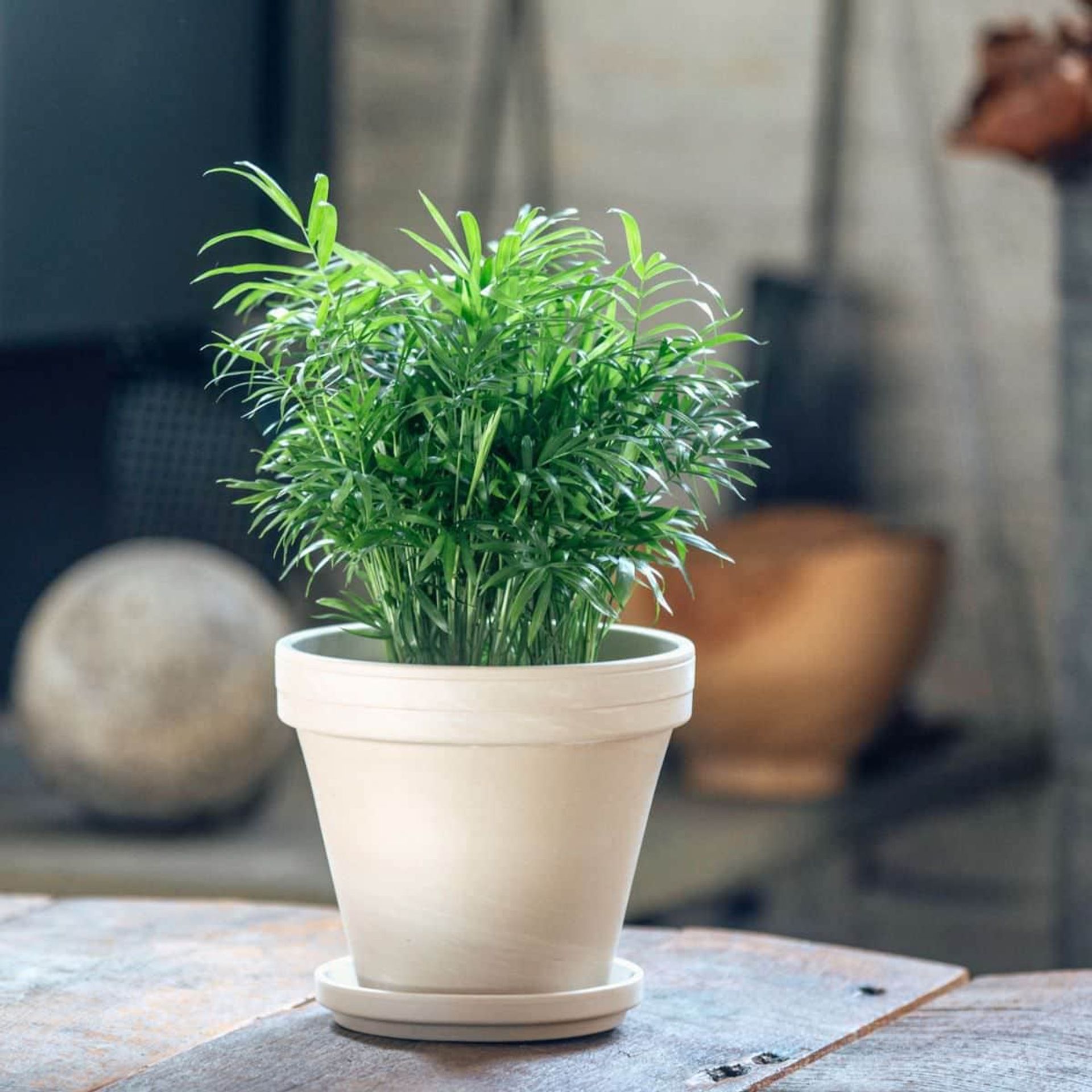 Lush green potted parlor palm on a wooden table, showcasing the best plant for bedroom decor with a blurred background emphasizing indoor gardening and home aesthetics.