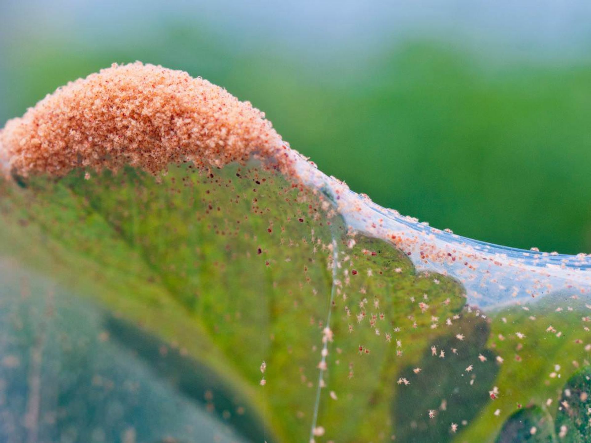 Poor plant under heavy spider mite infestation