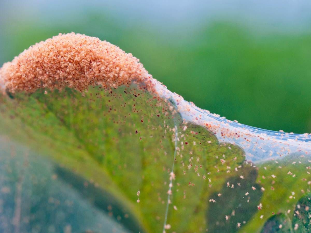 Poor plant under heavy spider mite infestation