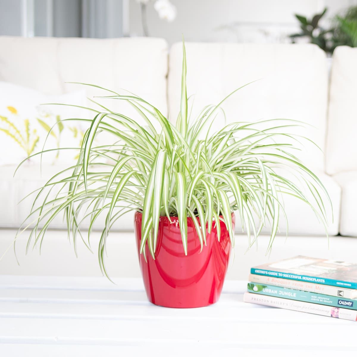 Vibrant spider plant, a classic choice among low light plants, in a glossy red pot on a white table alongside houseplant care books in a cozy living room setting.