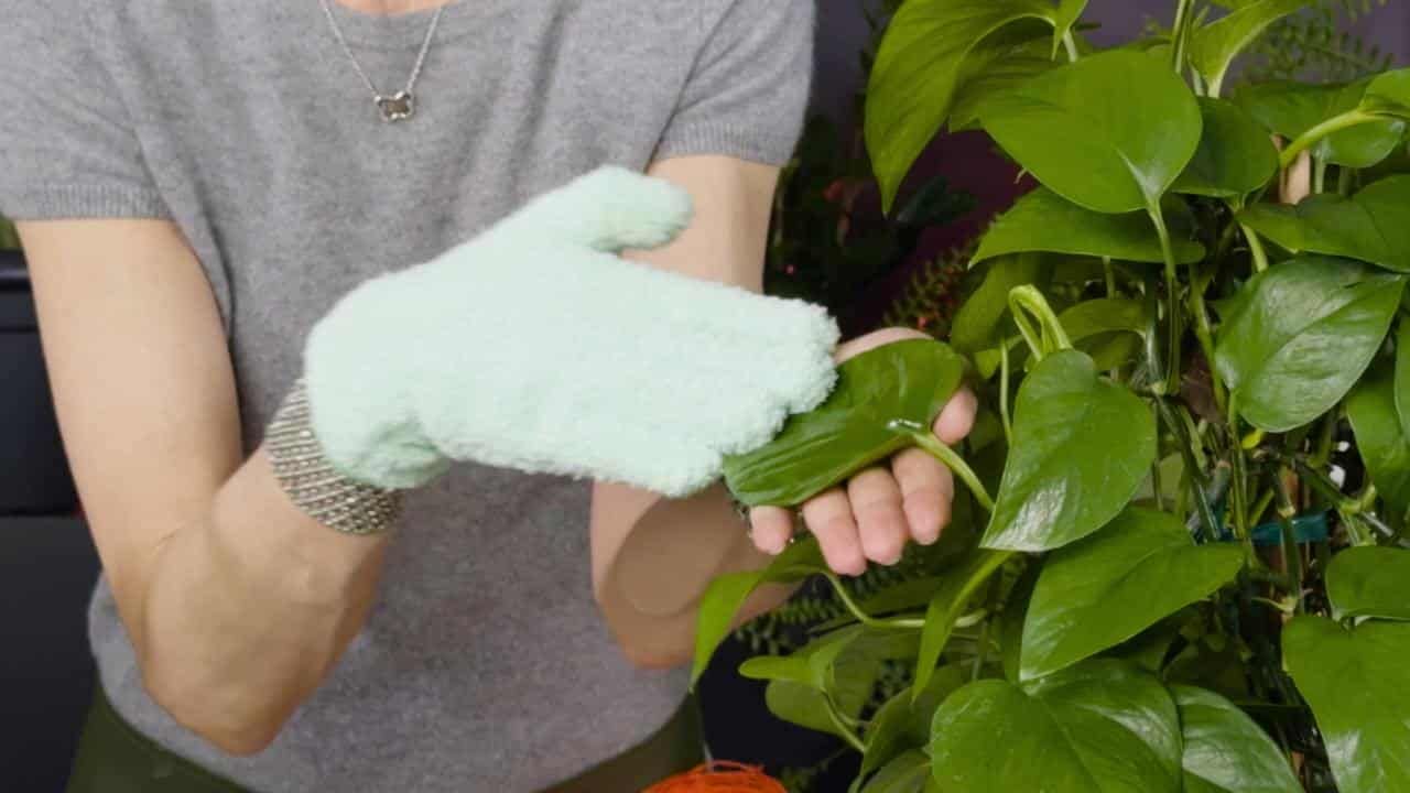 Close-up showing how to make pothos shiny by gently wiping a pothos leaf with a microfiber glove to remove dust and apply neem oil for a healthy sheen.