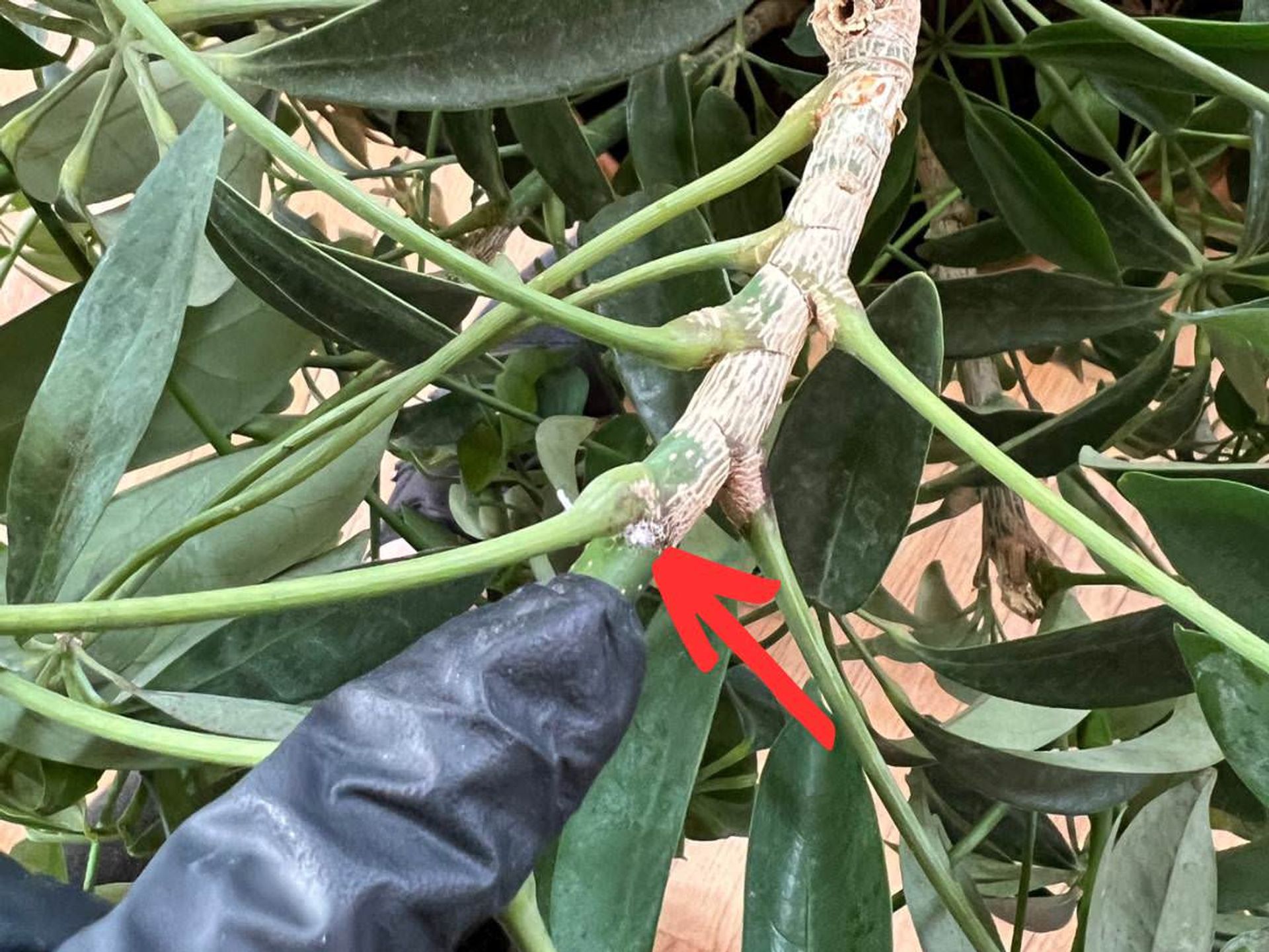 This Schefflera plant is lightly infested with Mealybugs and can be easily treated. © My City Plants