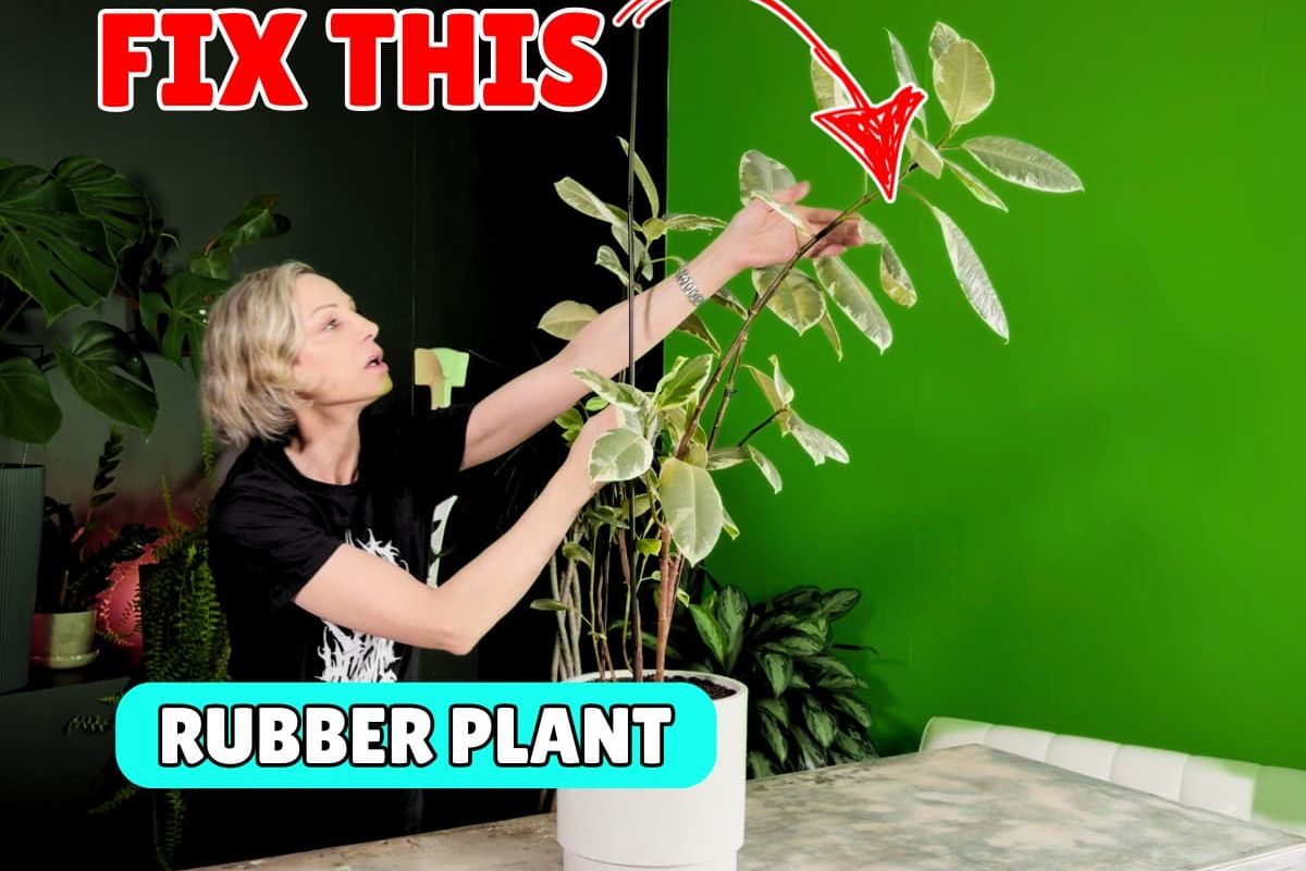 A woman wearing a black shirt is carefully inspecting and adjusting the leaves of a potted plant in a modern, brightly colored studio with a vibrant green background. Various other indoor plants can be seen in pots around her, showcasing a lush indoor gardening environment. The scene highlights eco-friendly living and plant care techniques.