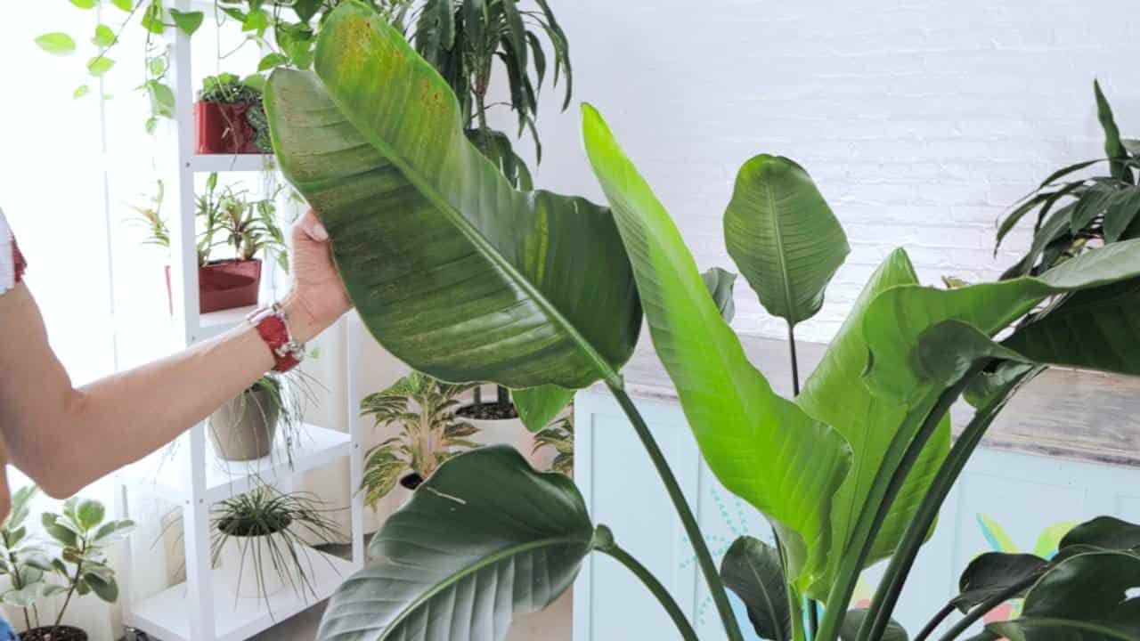 A close-up of a person examining a large leaf of a Bird of Paradise plant, possibly checking for signs of spider mite infestation, in a bright room filled with various indoor plants.