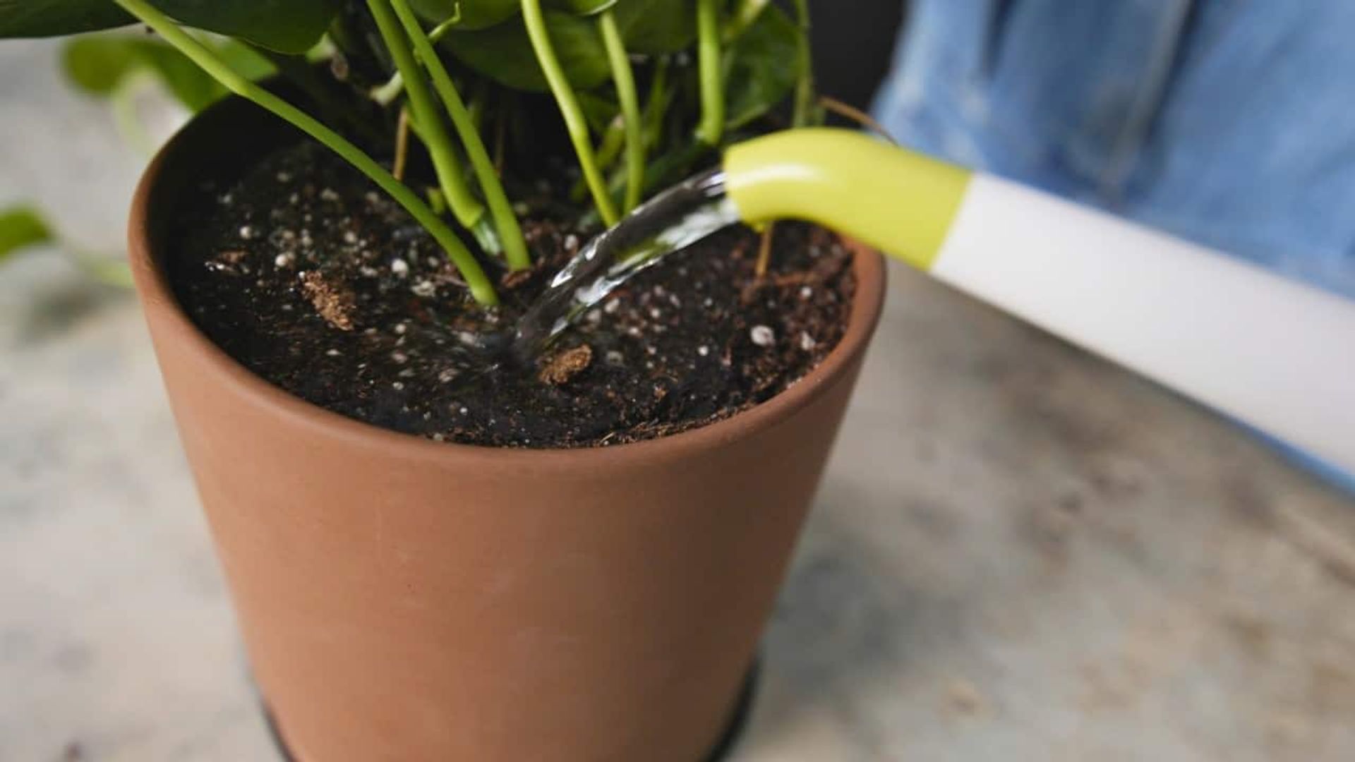 Water being poured onto FoxFarm Ocean Forest soil in a terracotta pot with a newly repotted plant, highlighting soil hydration during a FoxFarm Ocean Forest soil review.