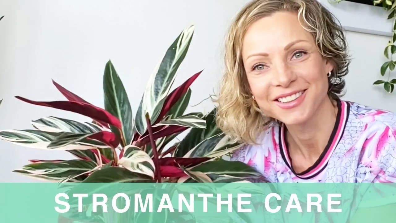 Stromanthe Plant Care – Green Moments With Juliette Ep #19