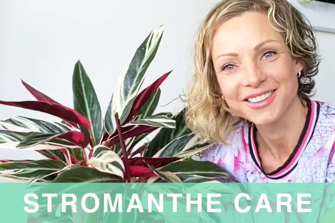 Stromanthe Plant Care – Green Moments With Juliette Ep #19