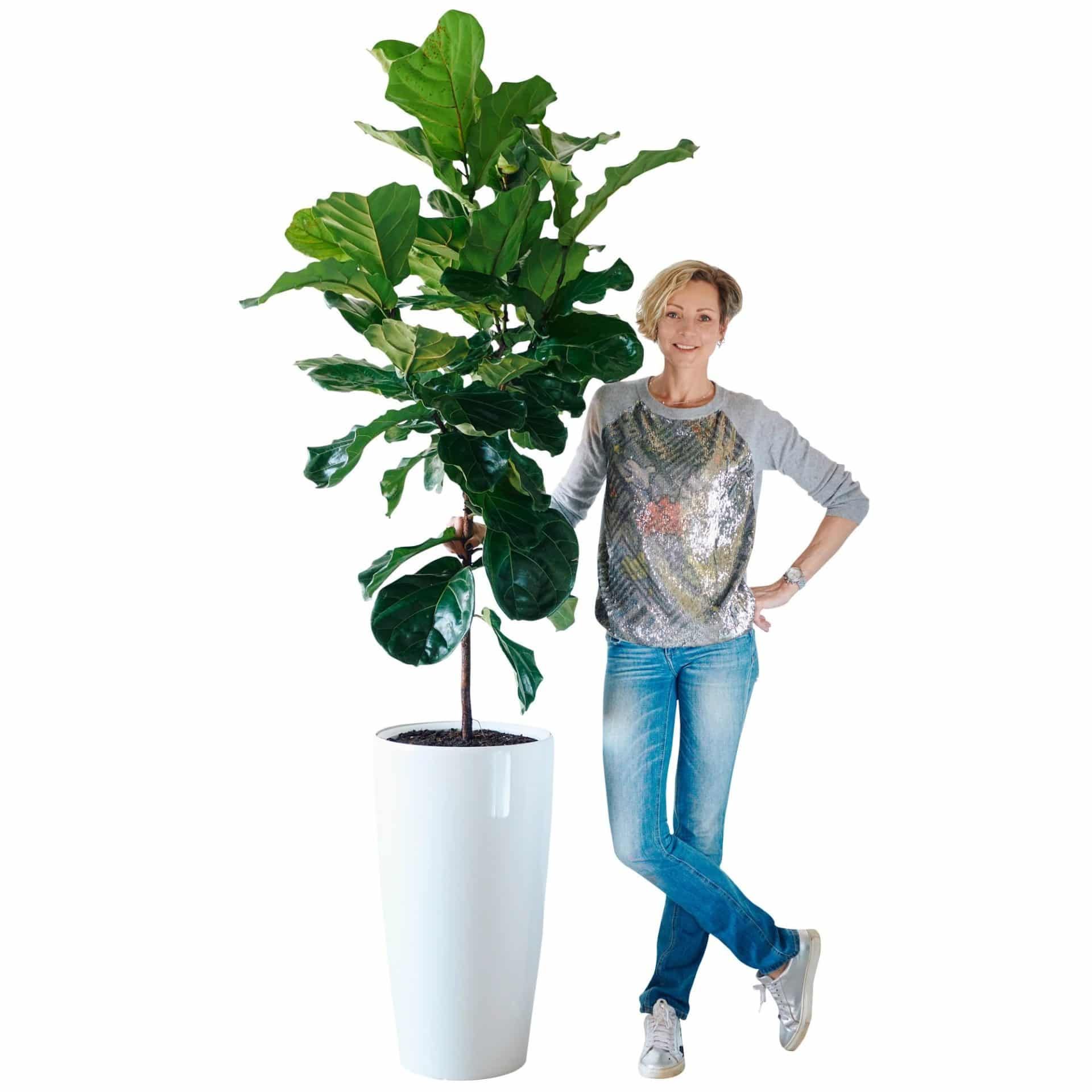 How To Spot Neglect In Your Office Plants: 9 Warning Signs