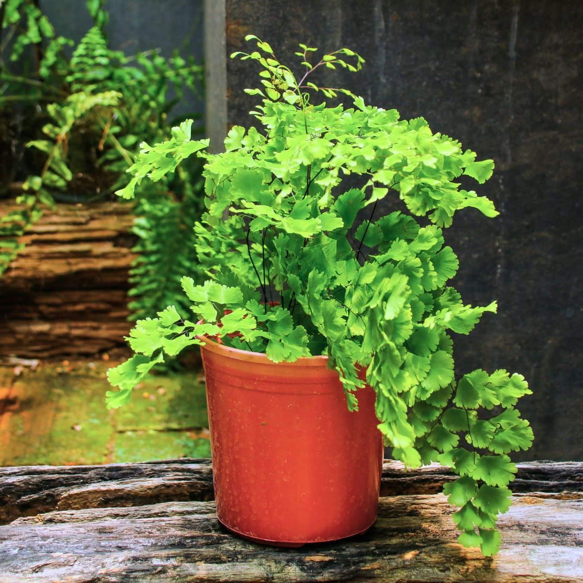 Lush green potted fern on rustic wooden surface with moss-covered stones in background