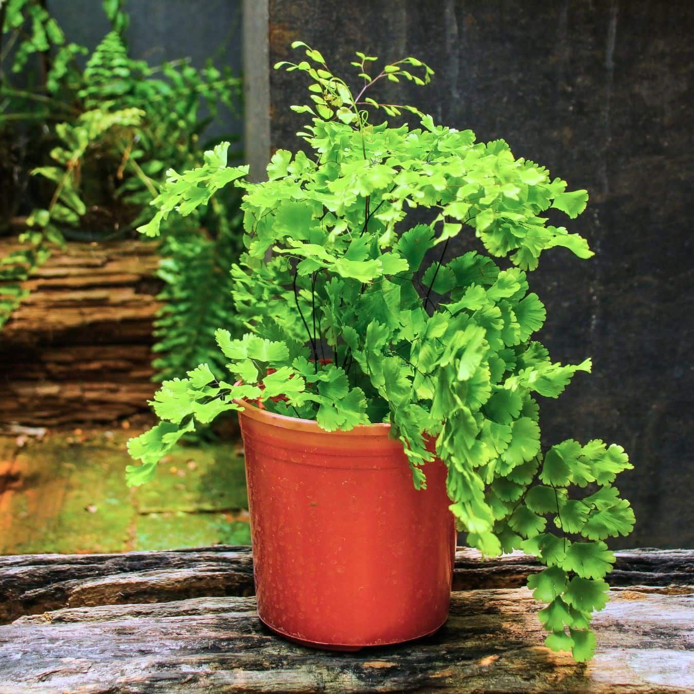 Lush green potted fern on rustic wooden surface with moss-covered stones in background