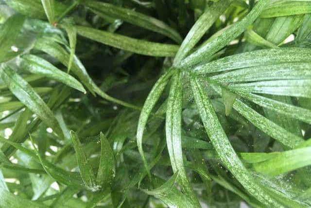 Bella palm leaves covered in spider mites