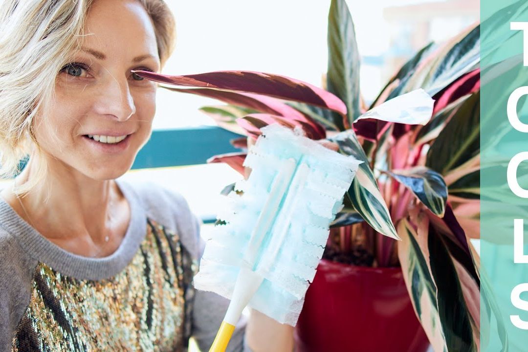 Juliette dusting a houseplant's leaves with a microfiber duster