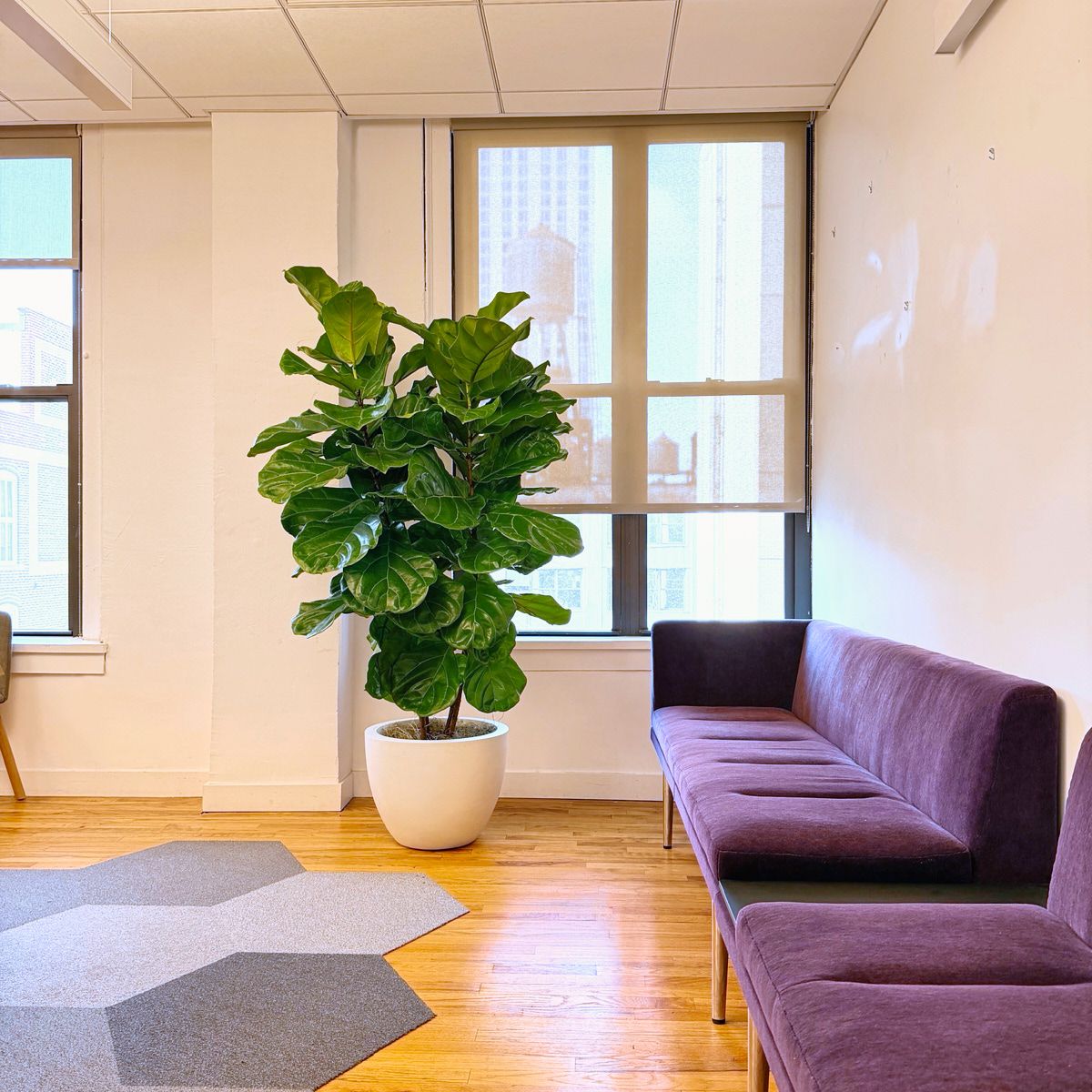 Fiddle-leaf fig in a white planter beside a purple sofa in a Manhattan office waiting area