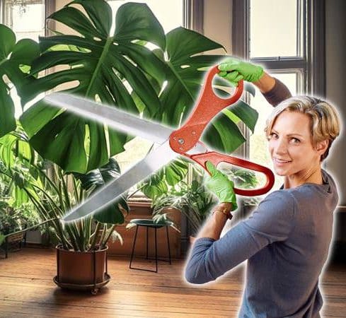Image of large Monstera Deliciosa plant with large pruning scissors