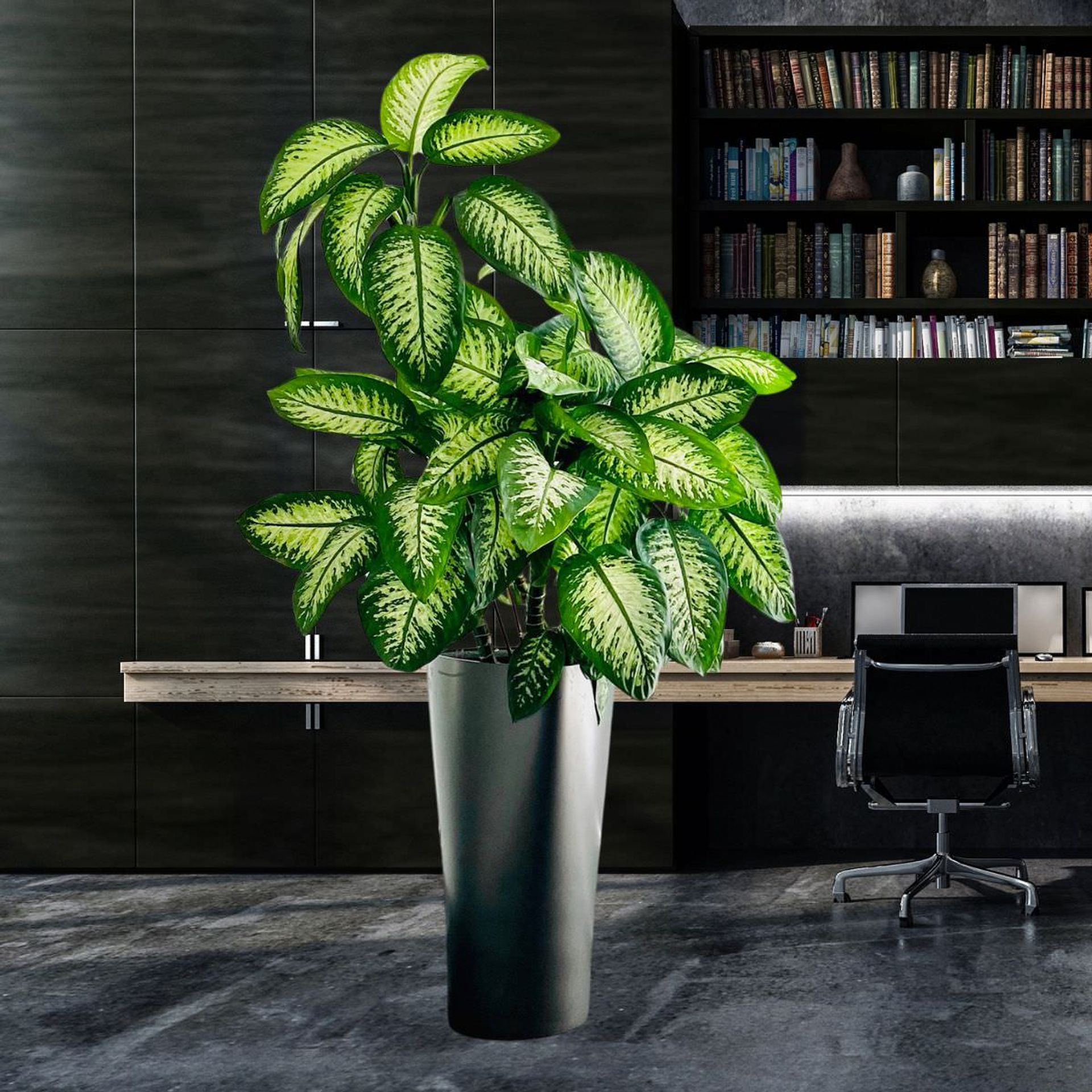 Large lush dieffenbachia, a popular choice among low light plants, showcased in a modern office interior with bookshelves, a desk, and an ergonomic chair.