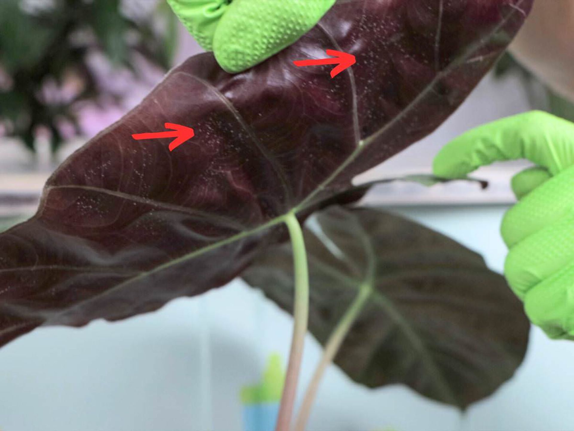 Inspect the plant top and under