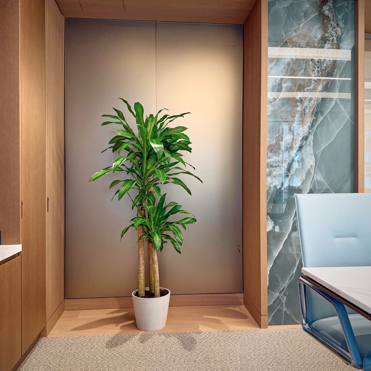 Dracaena in a grey planter set in a wood-panelled niche beside a marble wall in a Manhattan office
