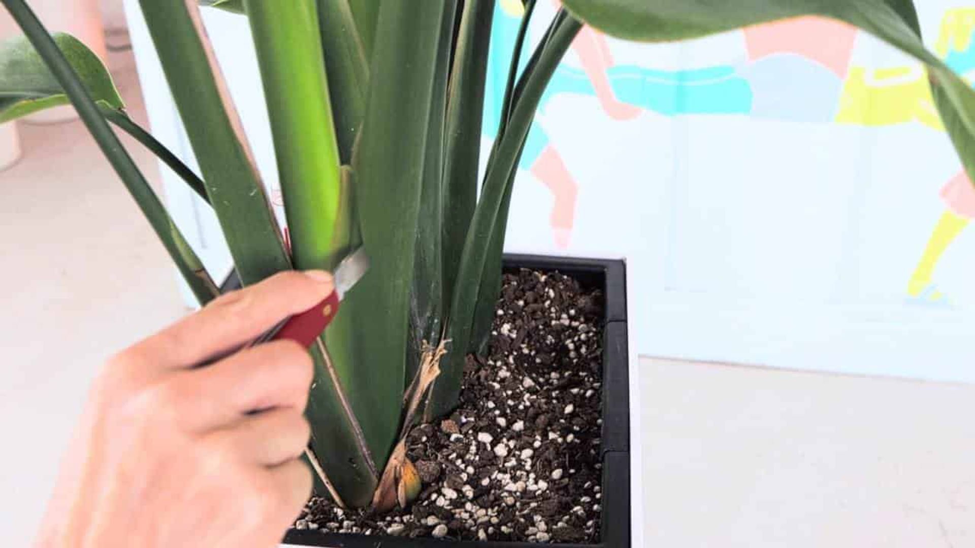 A close-up of a hand using a sharp knife to carefully prune the stems of a Bird of Paradise plant, ensuring the plant's healthy growth and maintenance