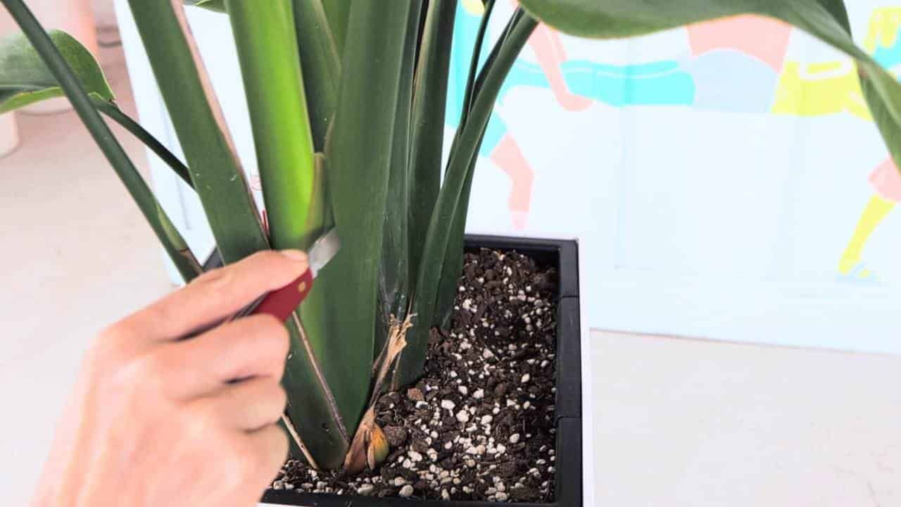 A close-up of a hand using a sharp knife to carefully prune the stems of a Bird of Paradise plant, ensuring the plant's healthy growth and maintenance