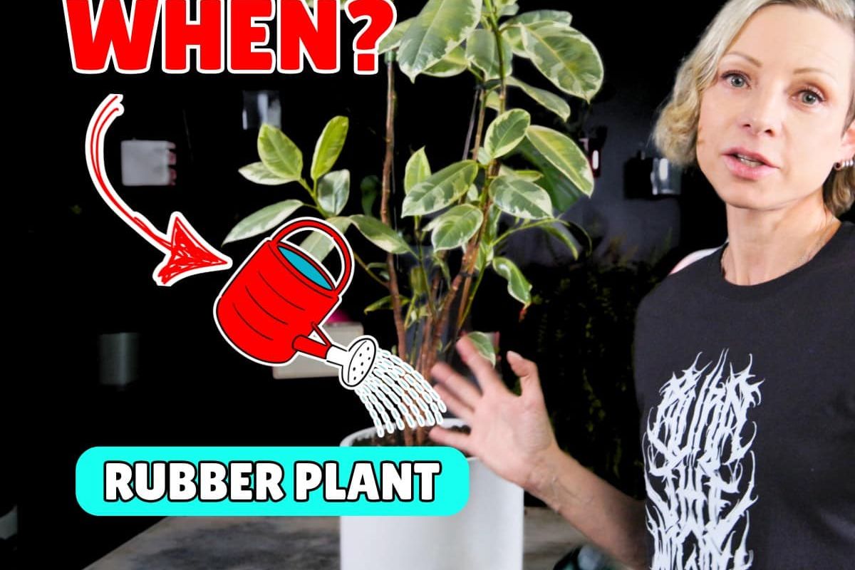 A short-haired woman in a black T-shirt stands beside a variegated rubber plant in a white pot, with large red “WHEN?” text and a watering can graphic illustrating when to water rubber plant.