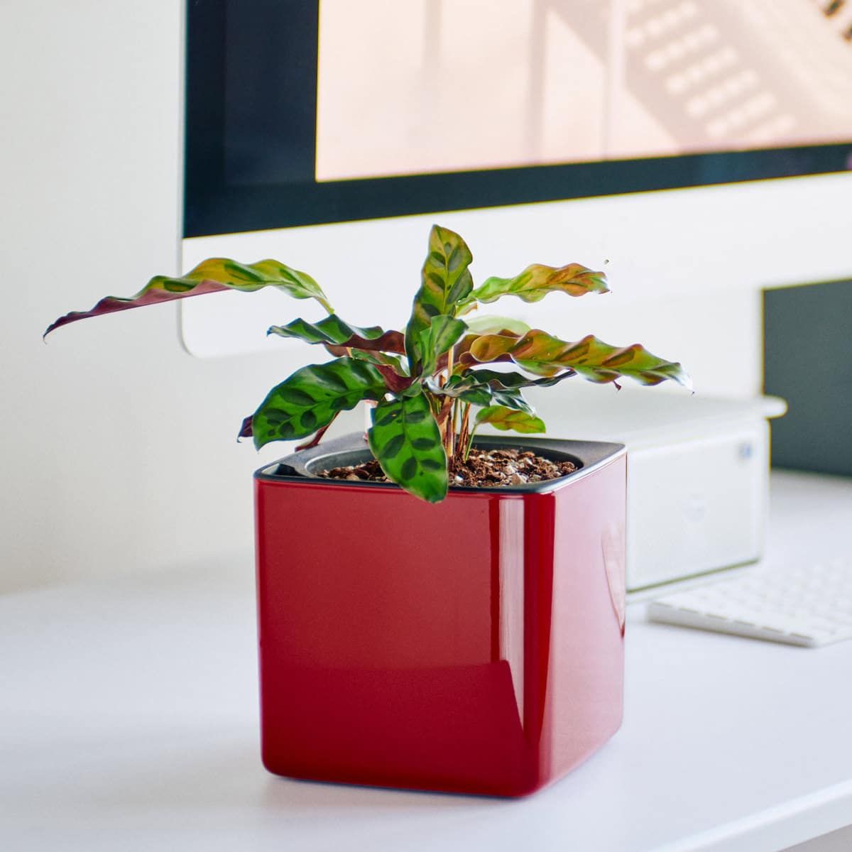 Vibrant green calathea, a stylish option among low light plants, in a glossy red pot on a modern office desk with an iMac and white keyboard in the background.
