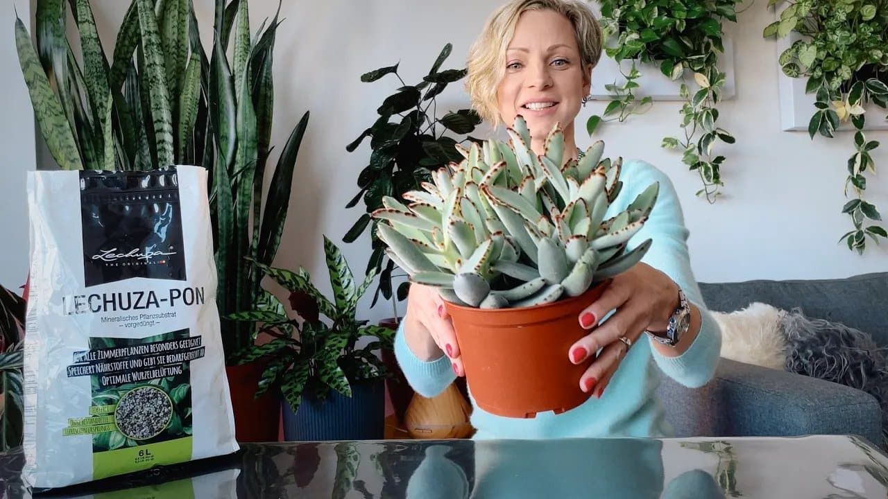 Repotting Kalanchoe Panda In Lechuza Pon – Green Moments w/Juliette Ep #22